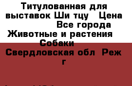 Титулованная для выставок Ши-тцу › Цена ­ 100 000 - Все города Животные и растения » Собаки   . Свердловская обл.,Реж г.